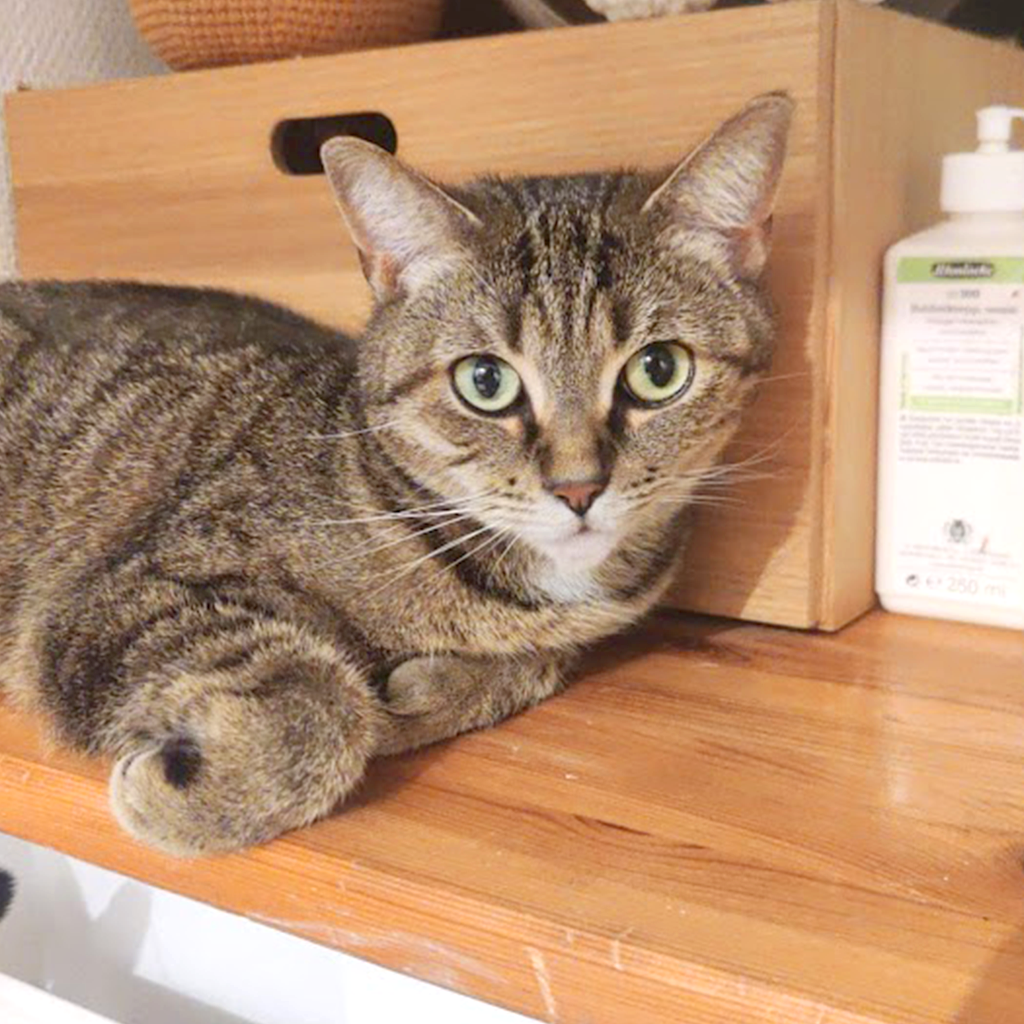 Picture of our reference material, momo our cat.