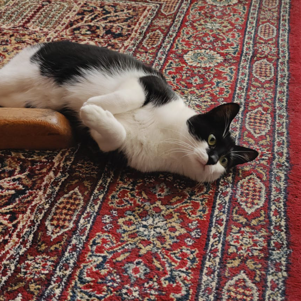 Mira the cat on a carpet. Used as inspiration for the mira cat enamel pin
